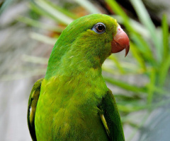 Plain Parakeet