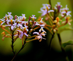 Mini Orchids