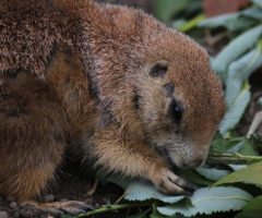 Little Chap