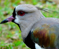 Quero-quero (Vanellus chilensis) 