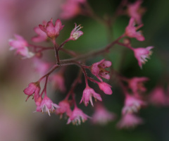 Pink...