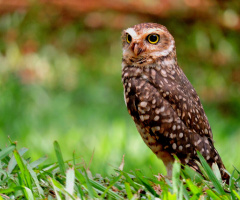 Burrowing Owl