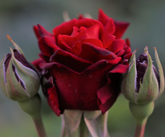 Red...