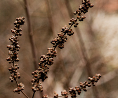 Brown Beauties