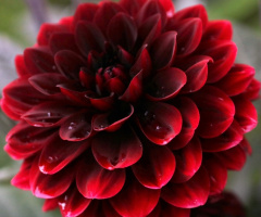Red...