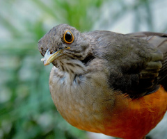 Turdus rufiventris 