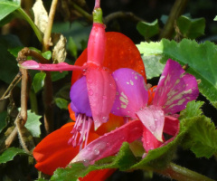 Blüte