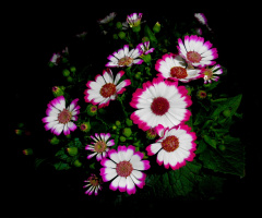 BLÜTEN