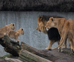 Family...