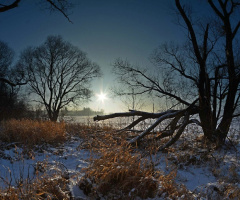 Winter on the fields