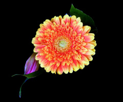 BLÜTE