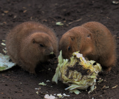 Dinner For Two