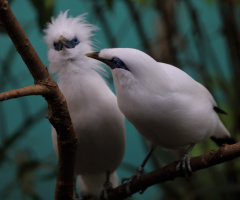Two of a kind......