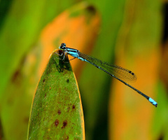 Mini Dragonfly 