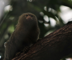 A cute one .....