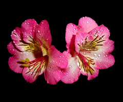 BLÜTEN