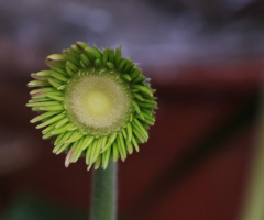 One Green .......