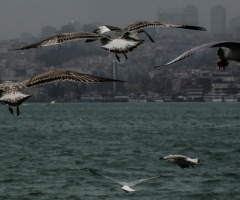 İstanbul Kanatlarımızın Altında