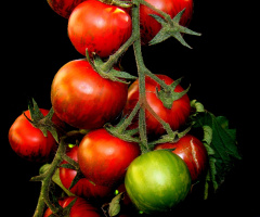 TOMATEN