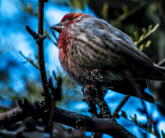 House Finch
