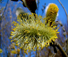 FRÜHLING