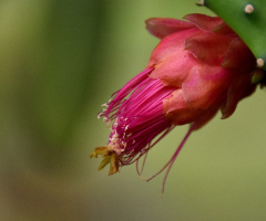 Cactus flower