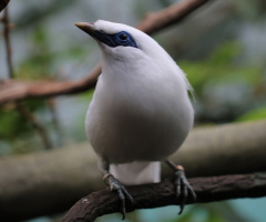 One white and blue....