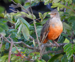 In the Tree