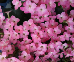 Fortune Flowers