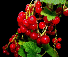 BEEREN