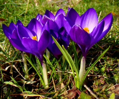 BLÜTEN