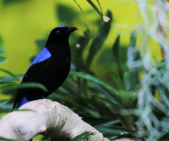 Black Blue Red ....