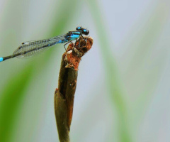 Delicate 
