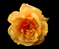 REGENTROPFEN