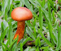 Cogumelo