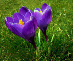 BLÜTEN