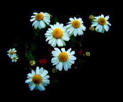 BLÜTEN