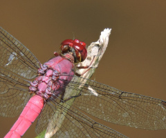 Macro