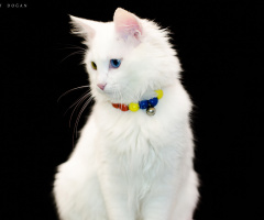 VAN KEDİSİ