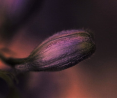 Orchid detail....