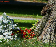 Beim Baum