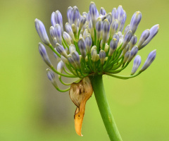 Agaphanthus