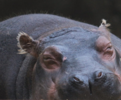 HIppo moment...