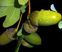 REGENTROPFEN