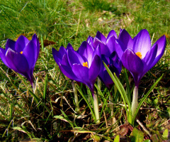BLÜTEN