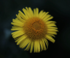 Sunshine ...