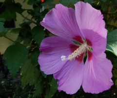Blüte