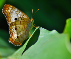 Borboleta