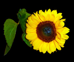 BLÜTE
