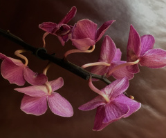 Orchid moment ....